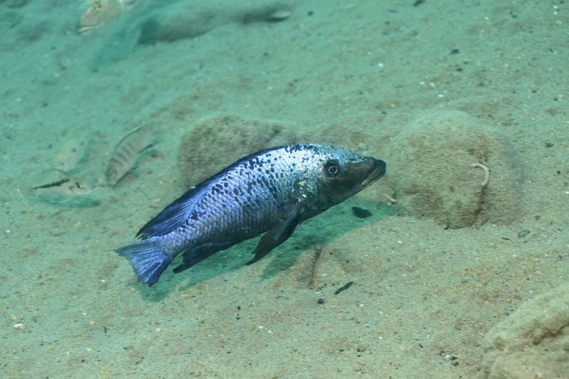 Fossorochromis rostratus 'Chiofu Bay'